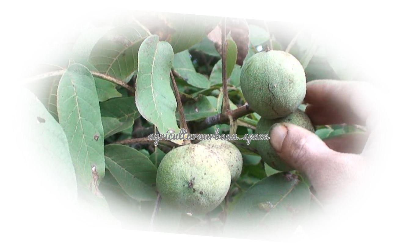 Como plantar  Nueces en casa