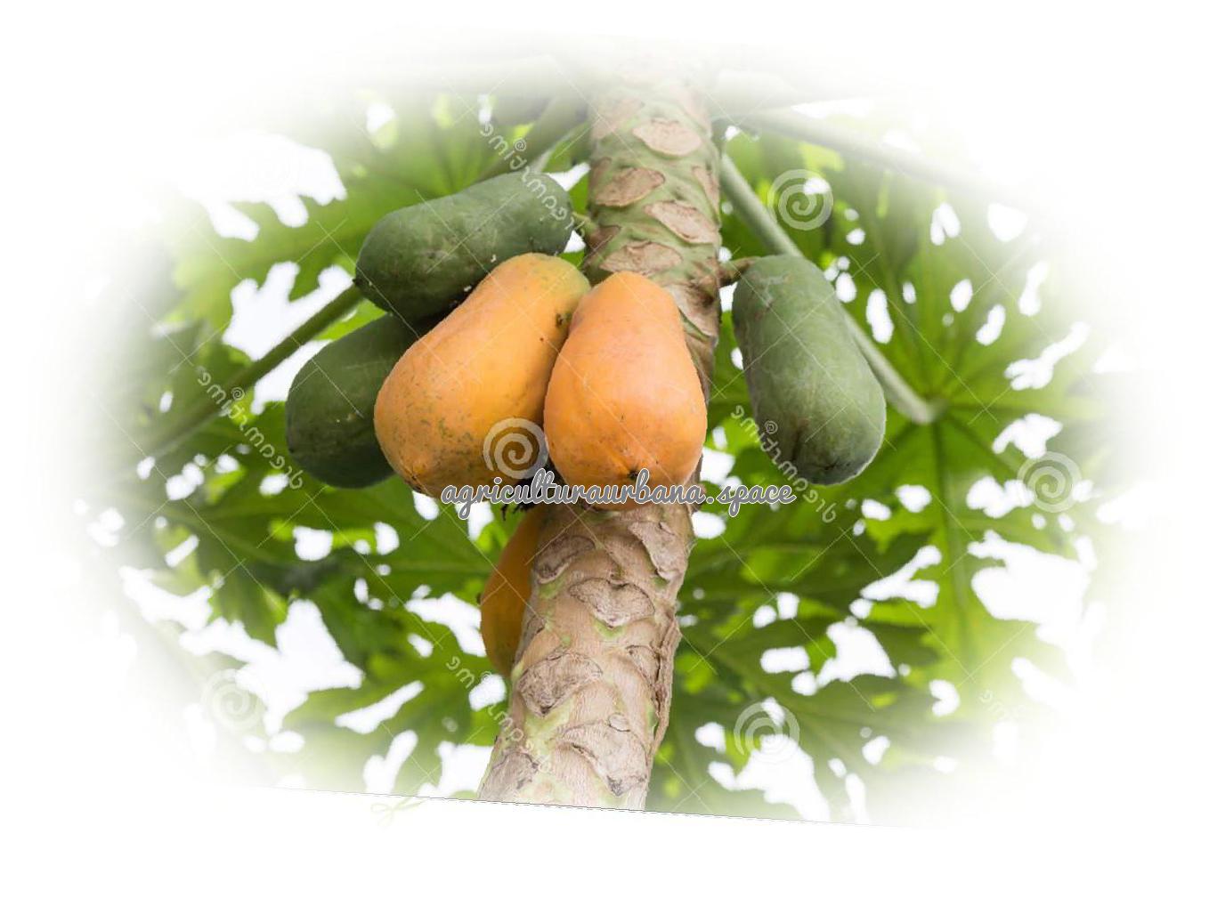 Como plantar  Papaya en maceta