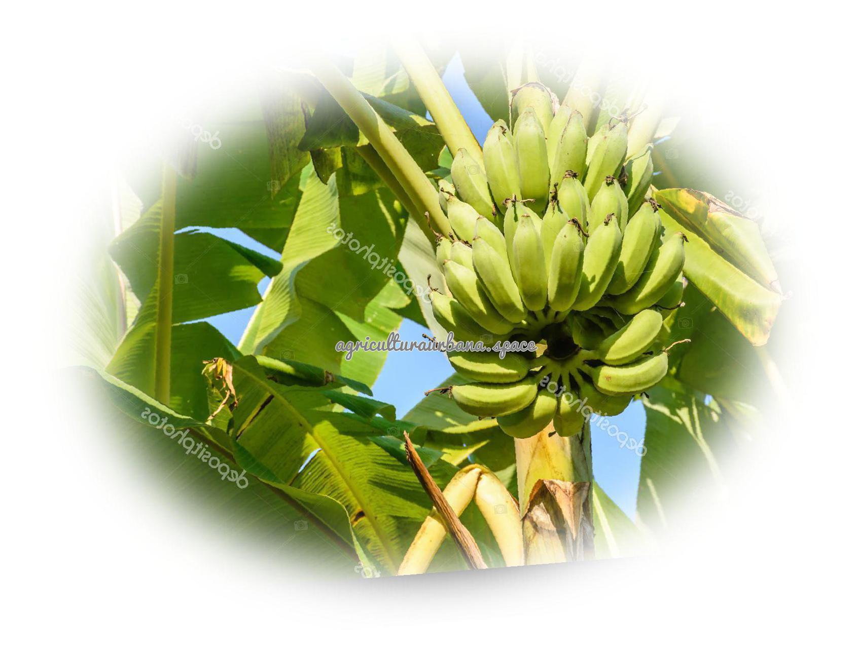 Como sembrar  Plátano en maceta