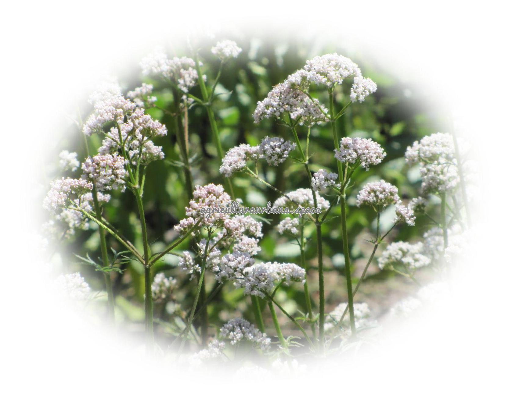 Como cultivar  Valeriana en maceta