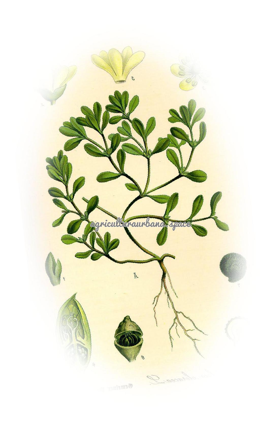 Como plantar  Verdolaga en maceta