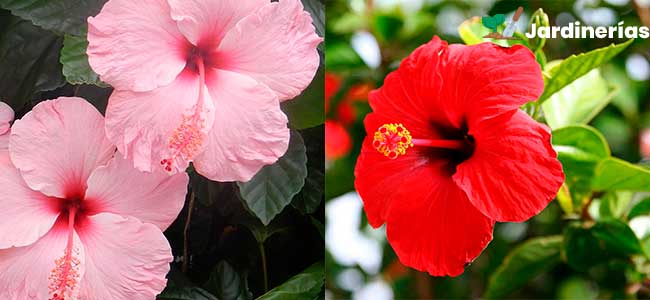 Hibisco o Hibiscus