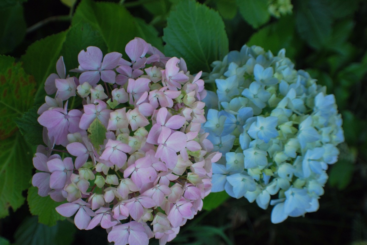 Hortensias