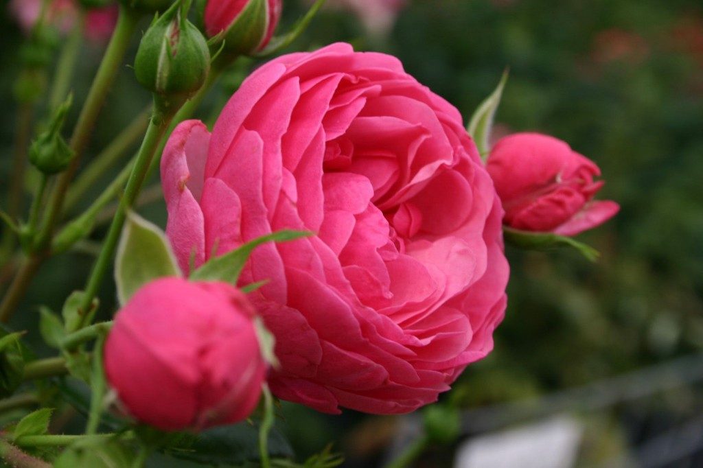 Las Flores Mas Hermosas del mundo