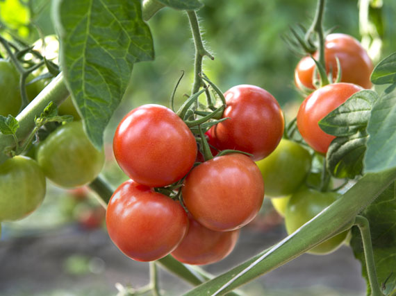 Las 10 mejores variedades de tomates para el huerto