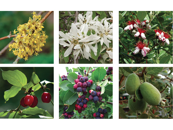 El jardín comestible: 8 arbustos de pequeños frutos