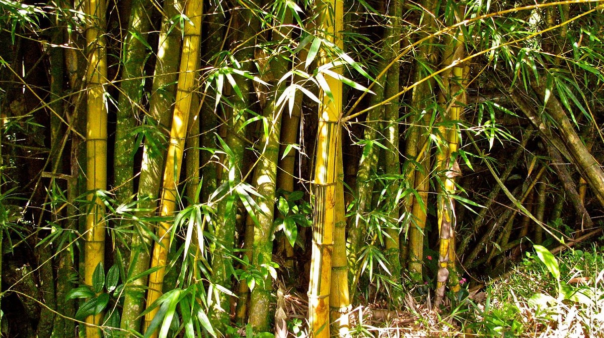 Caracterísitcas, cuidados y usos de la bambusa