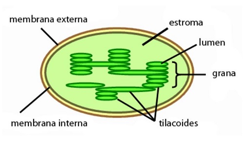 Características de los cloroplastos