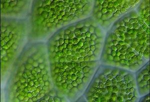 Cloroplastos célula vegetal