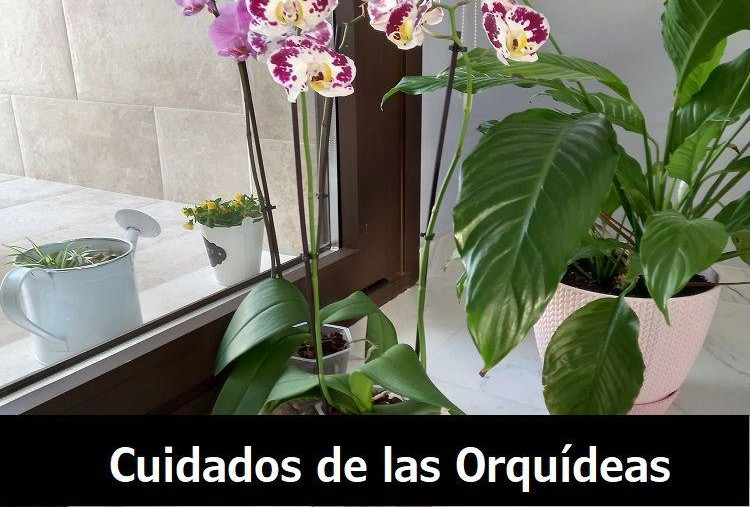 Cuidado de Orquídeas