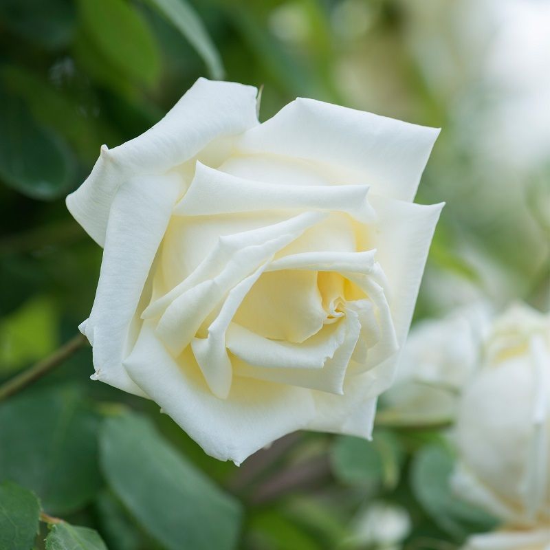 Fotos de Rosas Blancas