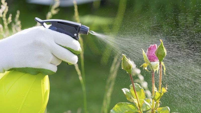 Mejor Insecticida para Plantas