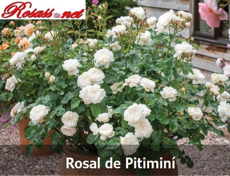 Rosas Miniatura, Rosal de Pitimini, Rosal Enano, Rosal Mini