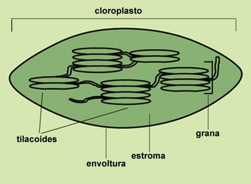 Mitocondrias y cloroplastos