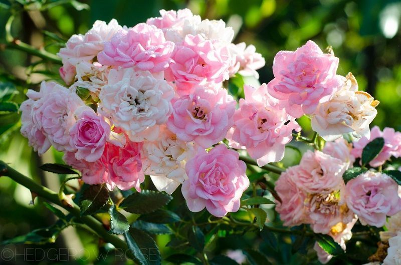 Rosas Polyantha