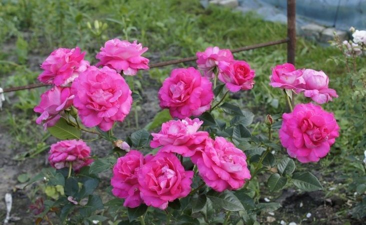 Rosa Caprice de Meilland