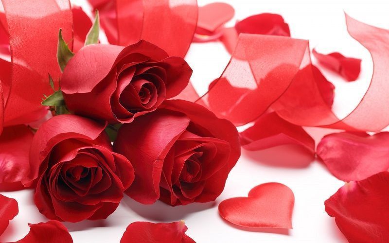 Cual es el Significado de Regalar Rosas Rojas el día de San Valentín