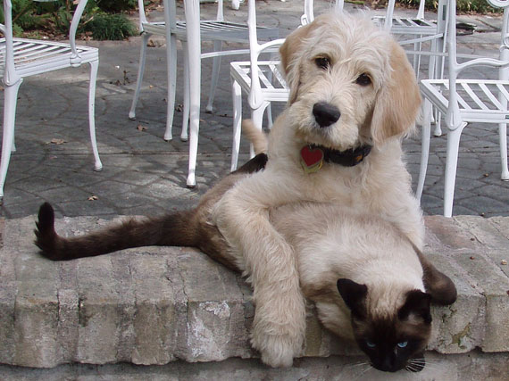 Convivencia entre mascotas: como buenos perros y gatos