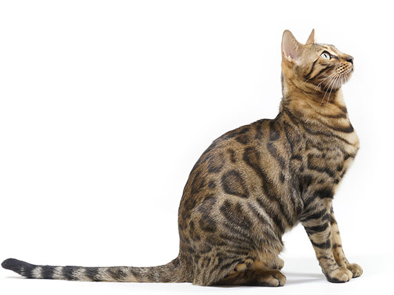 El gato Bengalí: pequeño y sociable leopardo