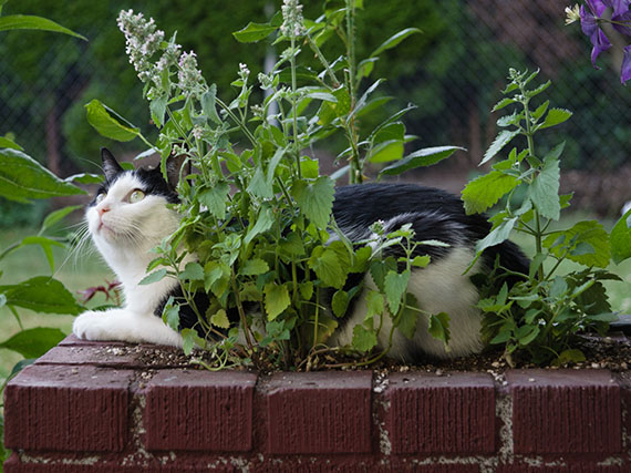Los gatos y las plantas: beneficiosas, excitantes, repelentes y tóxicas
