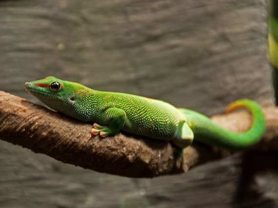 Geckos, reptiles de diseño