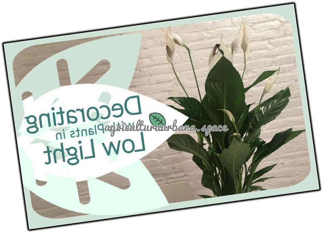 Cómo decorar con plantas con poca luz