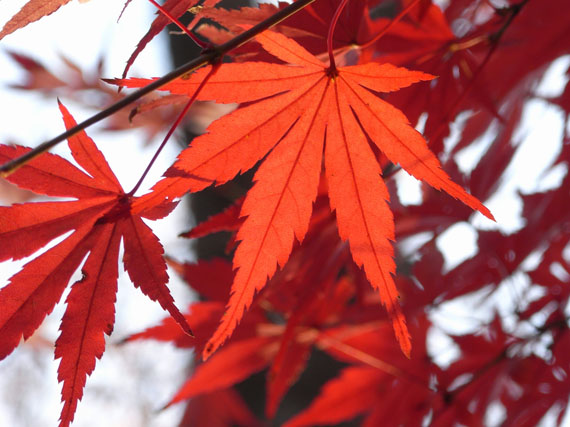 Arces japoneses: noviembre escarlata