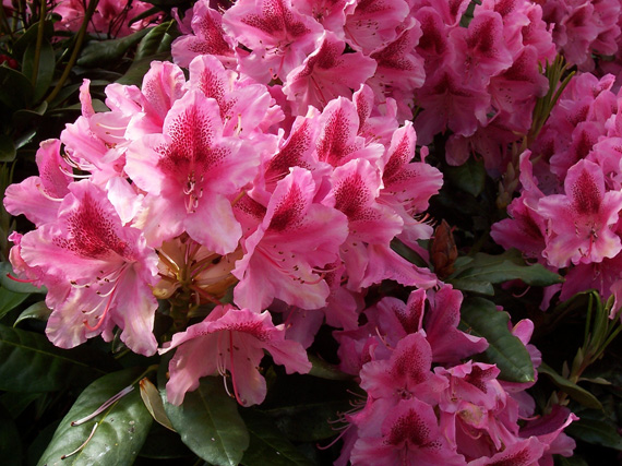 Azaleas y rododendros: ¡viva el color!