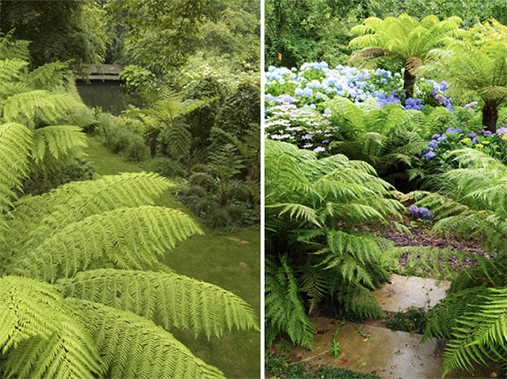 Frescor de helechos en los jardines