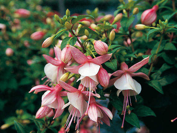 Fucsias: mucho más que un color