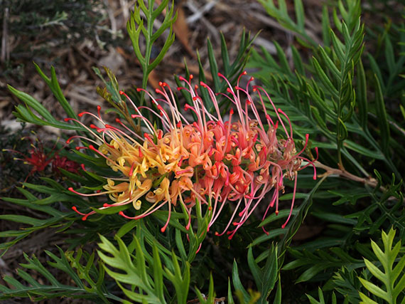 Grevilleas, tan raras como bellas