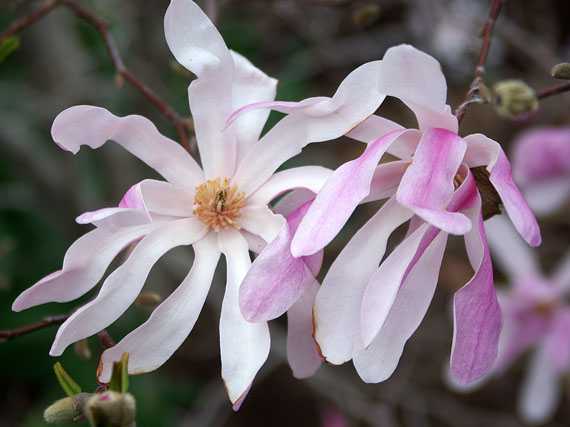Magnolias que anuncian la primavera (2ª parte)