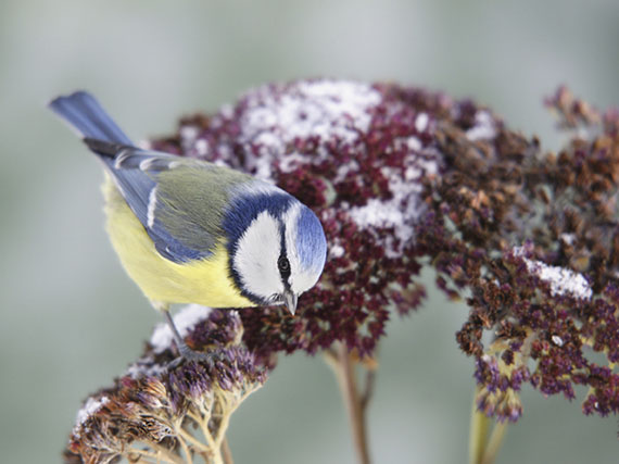 Las plantas de jardín que dan alimento a los pájaros