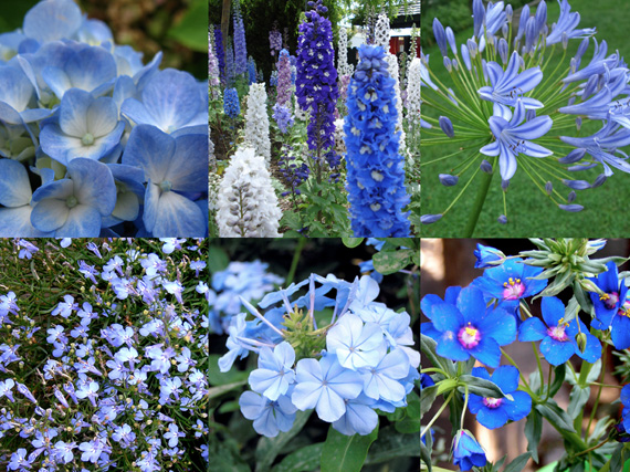 Verano azul: flores frías para los días más cálidos