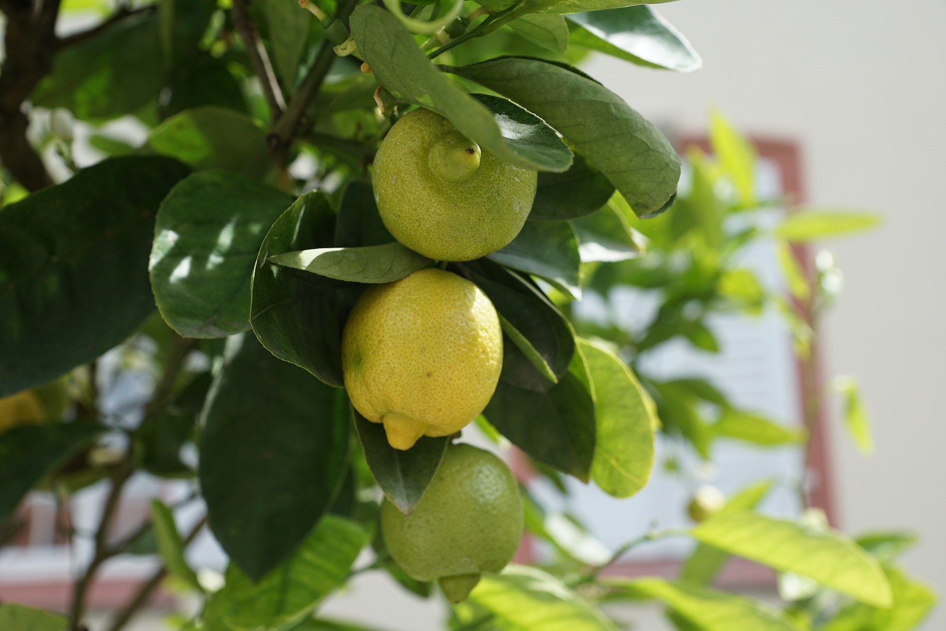 Planta de limón