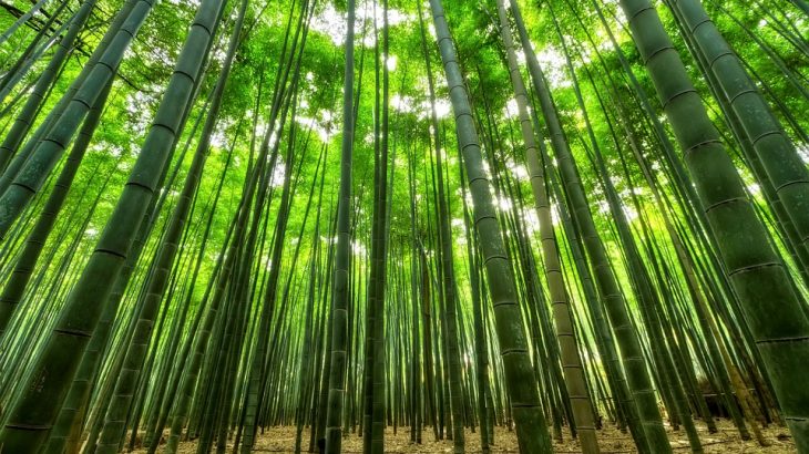 Usos del Bambú: Top 5 usos