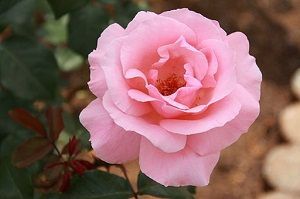 Rosa Queen Elizabeth