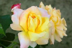 Rosa Paul´s Lemon Pillar