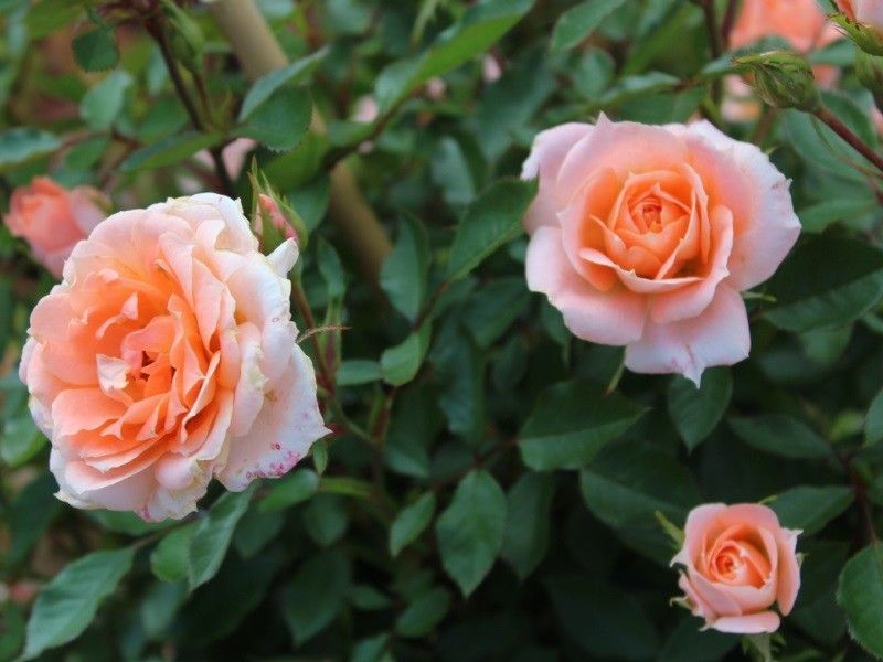 Rosa Flower Power