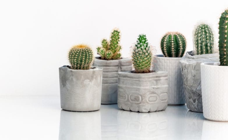 Cactus: la planta suculenta más versátil y querida