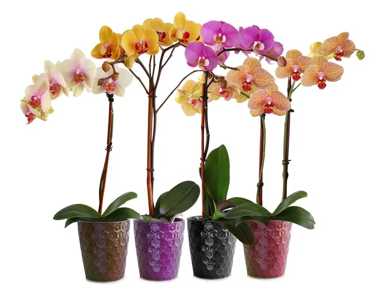 Cómo cuidar una orquídea: Todos los secretos