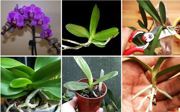 Cómo reproducir orquídeas fácilmente en casa