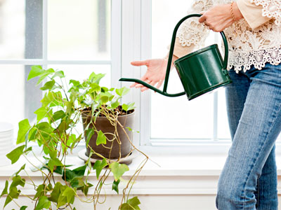 ¿Con qué frecuencia debe regar las plantas de interior?