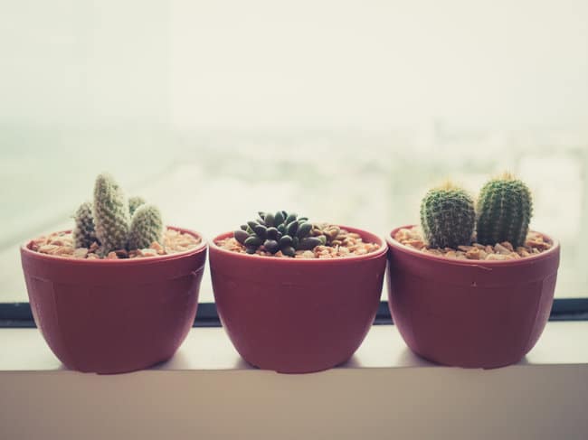 ¿Cuál es la diferencia entre suculentas y cactus?