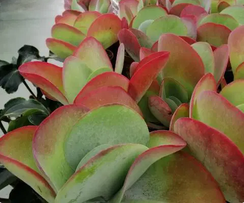 Cuidado de Kalanchoe luciae (Planta paleta de pintor)