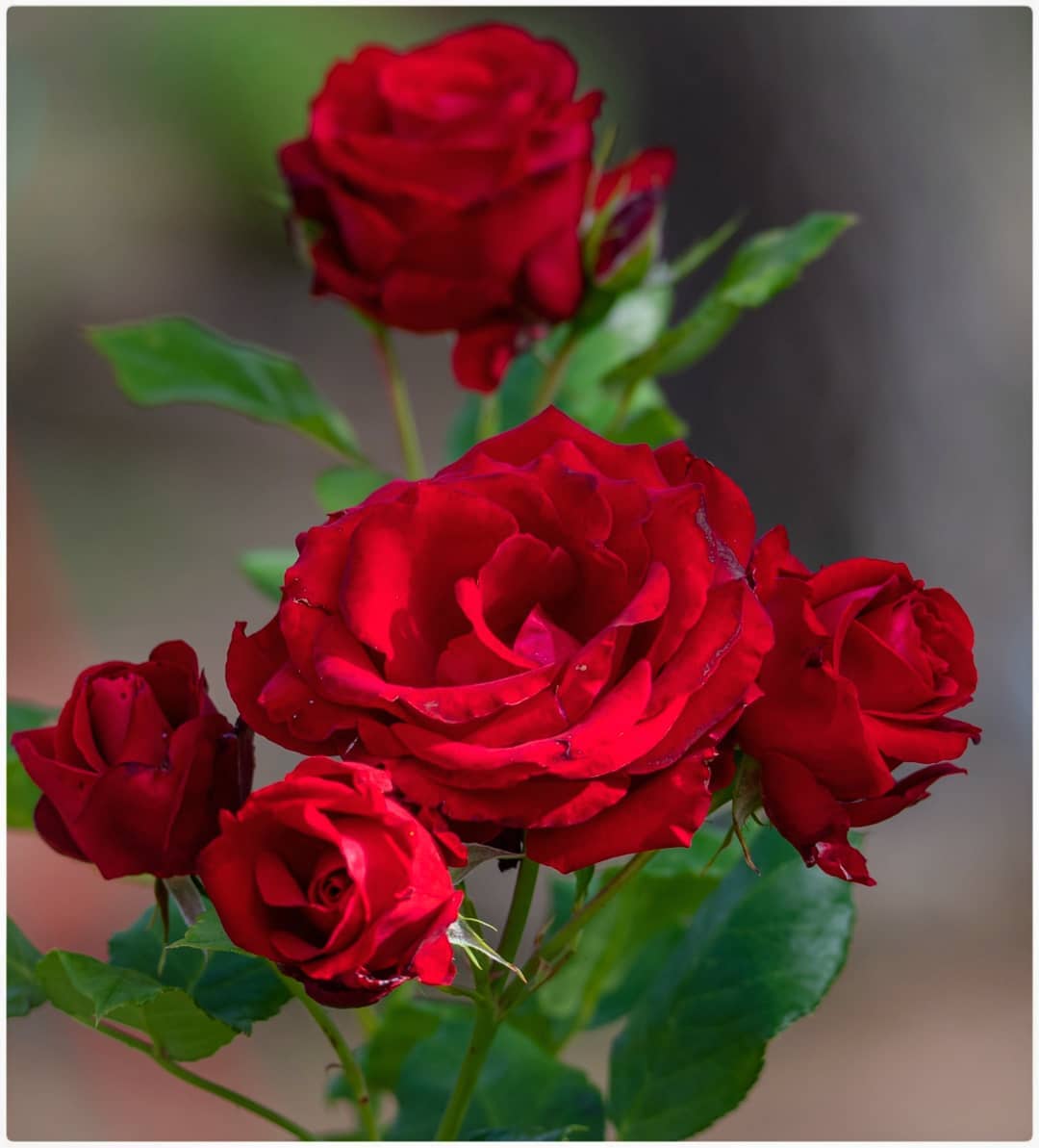 Cuidado de las rosas: aprenda a plantar, cultivar y cuidar las rosas