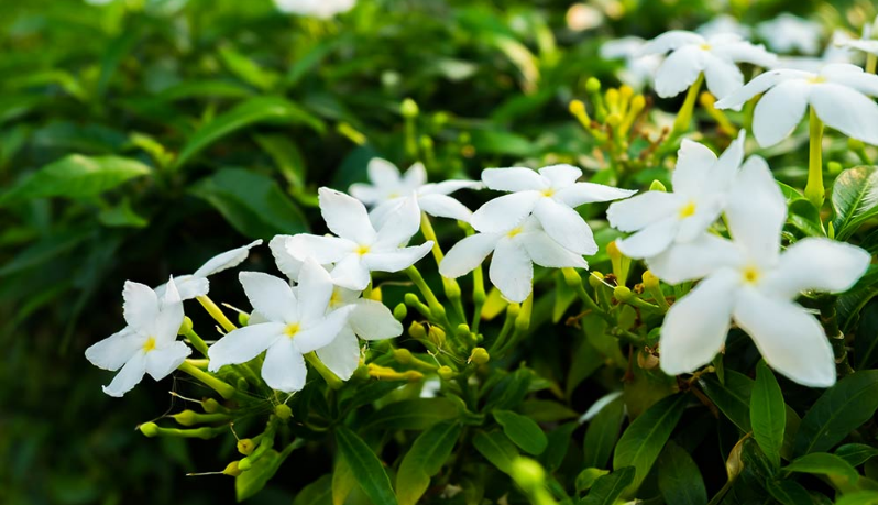 Cuidado del jazmín: cómo plantar, cultivar y cuidar las flores de jazmín