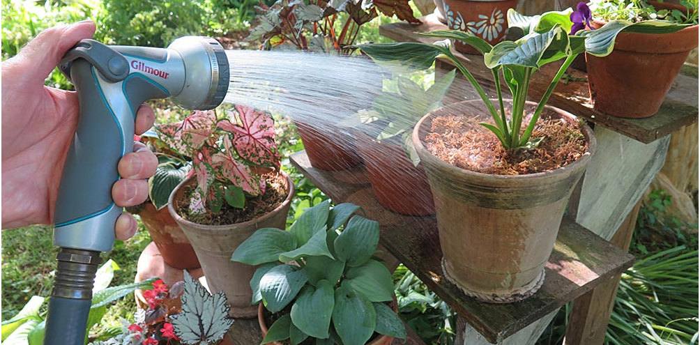Cultivar plantas en macetas al aire libre: La guía definitiva
