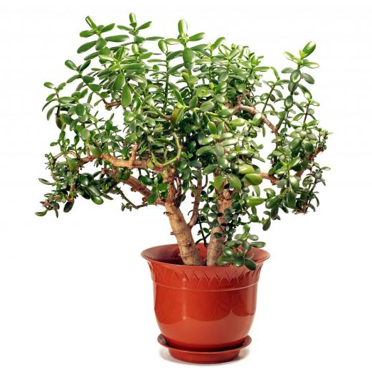 CULTIVO DE PLANTAS DE JADE: Como plantar, cultivar y cuidar las plantas de jade