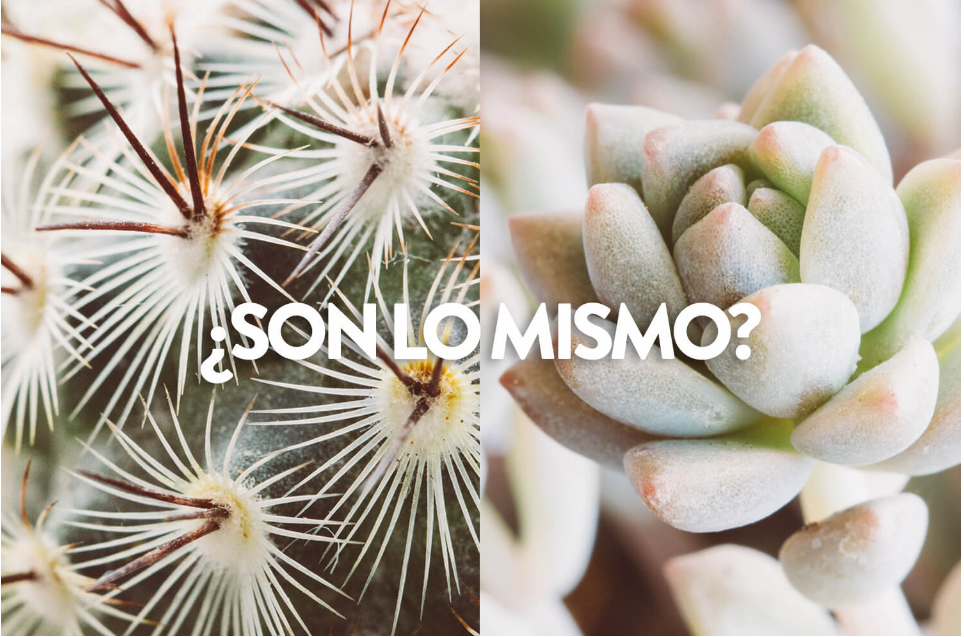 La diferencia entre suculentas y cactus